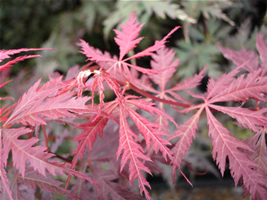 Burgandy Lace Japanese Maple